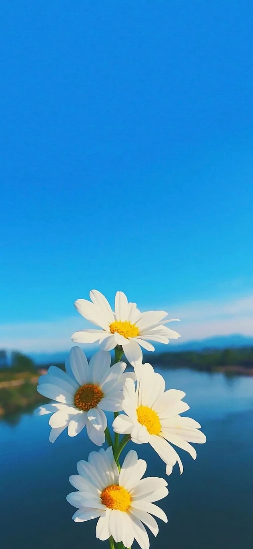 手机壁纸花朵