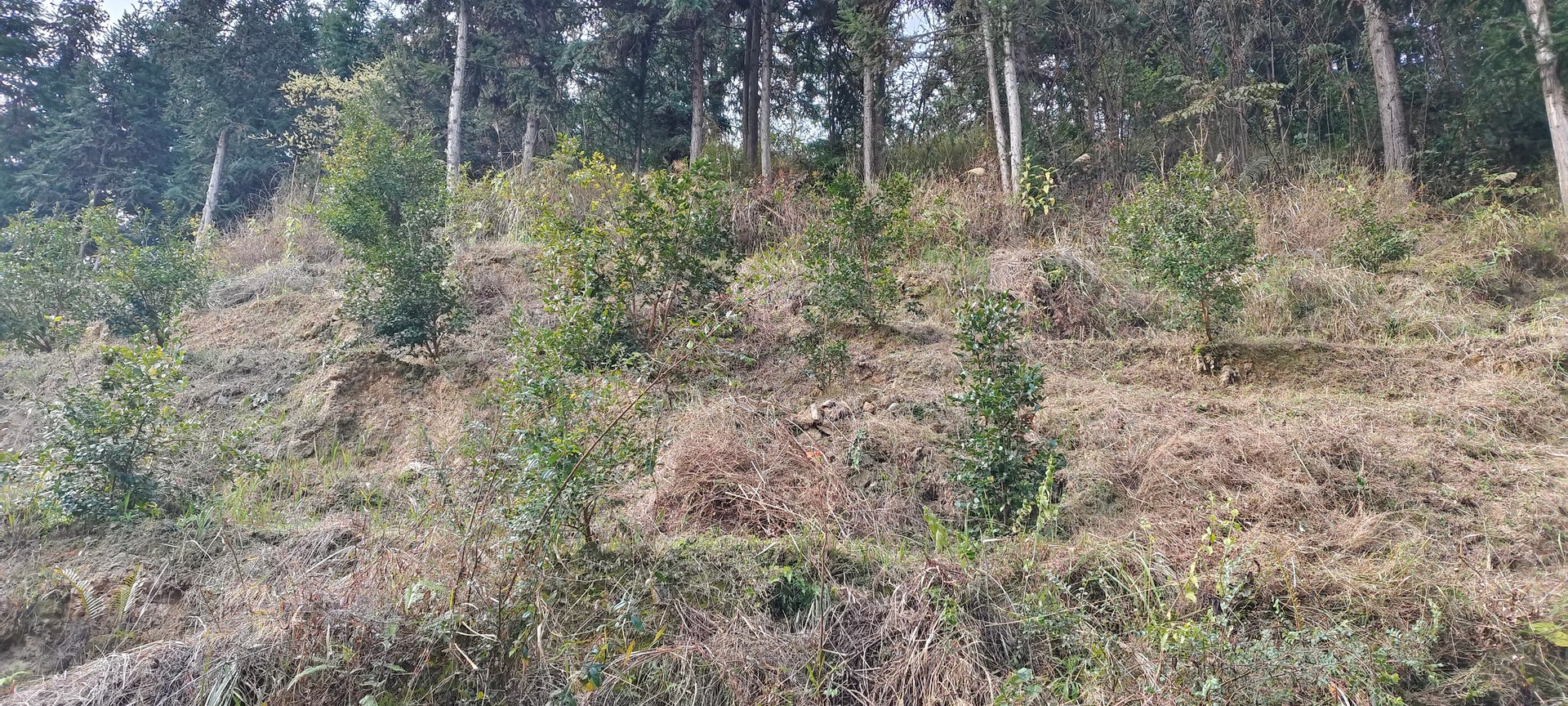 家乡打理茶油树