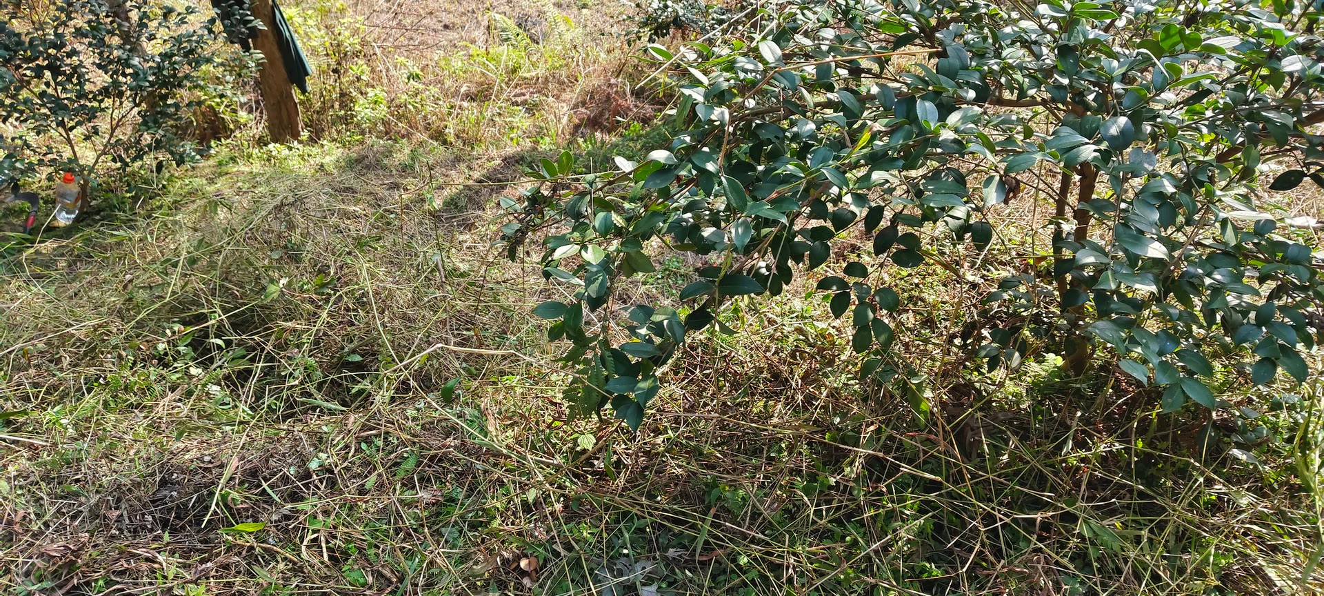 请输入图片描述