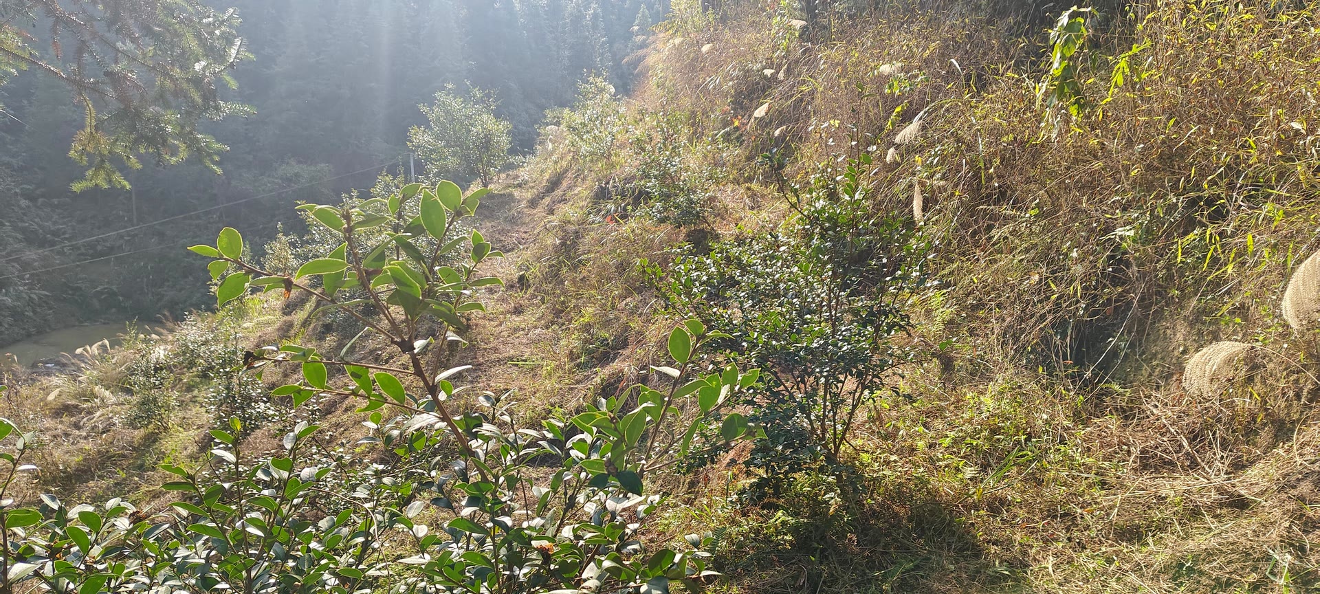 请输入图片描述