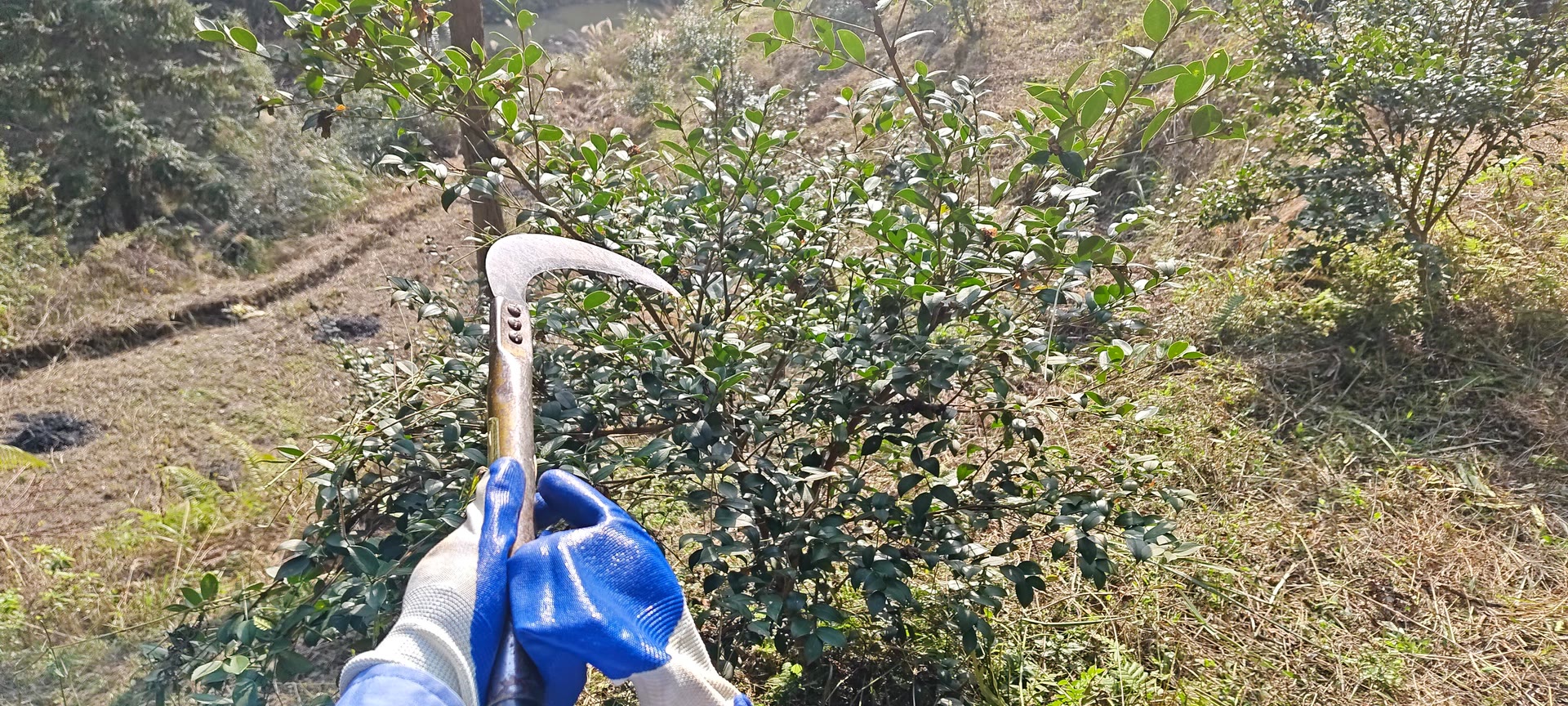 请输入图片描述