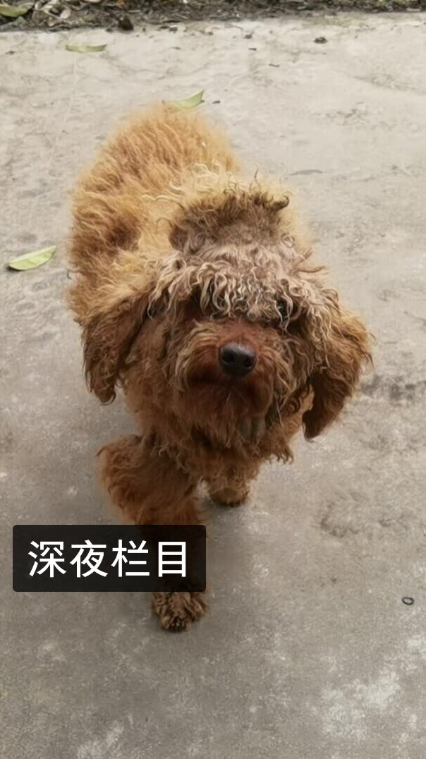 老疯杨是我的快手直播