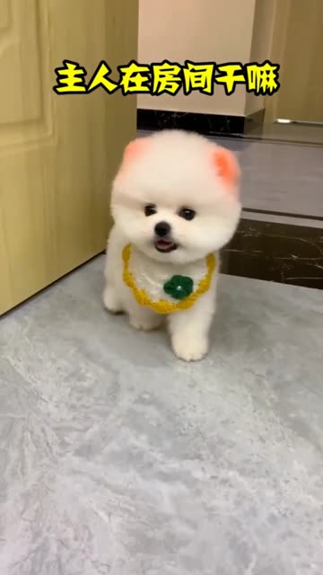 茶杯犬 家有萌宠过大年 狗狗等主人